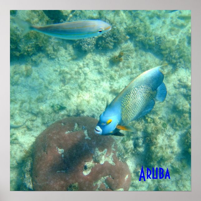 Aruba Underwater-foto av Fish Poster (Framsidan)