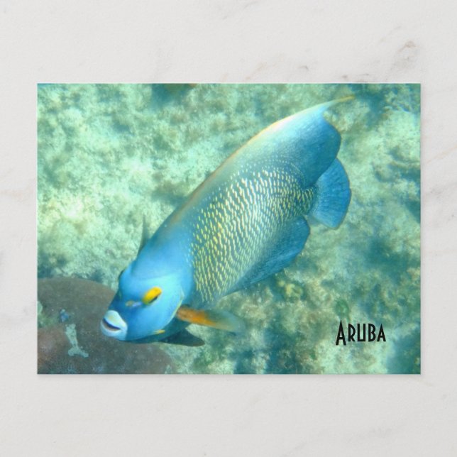 Aruba Underwater-foto av Fish Vykort (Framsida)