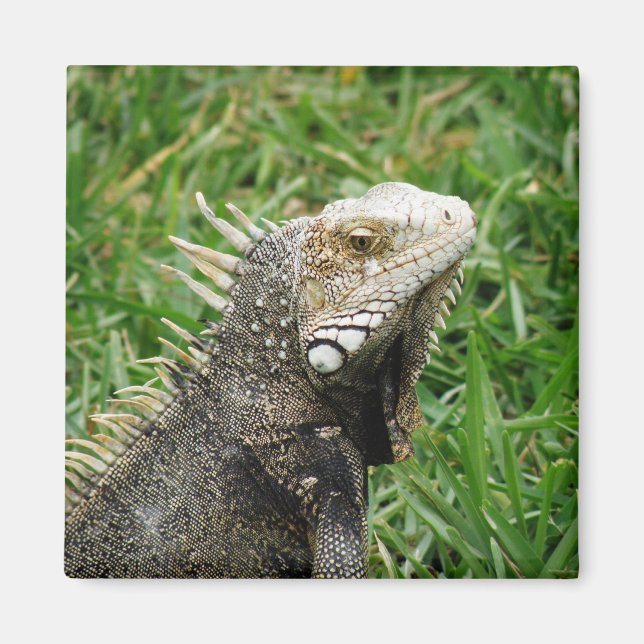 Aruban Lizard Magnet (Framsidan)