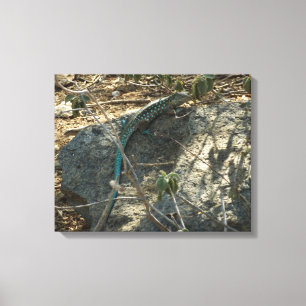 Aruban Whiptail Lizard Tropical Animal Fotography Canvastryck