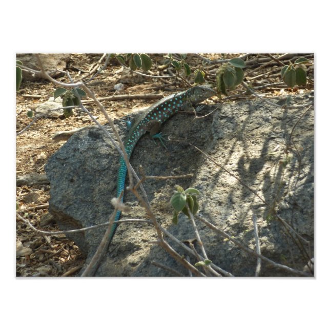 Aruban Whiptail Lizard Tropical Animal Fotography Fototryck (Framsidan)