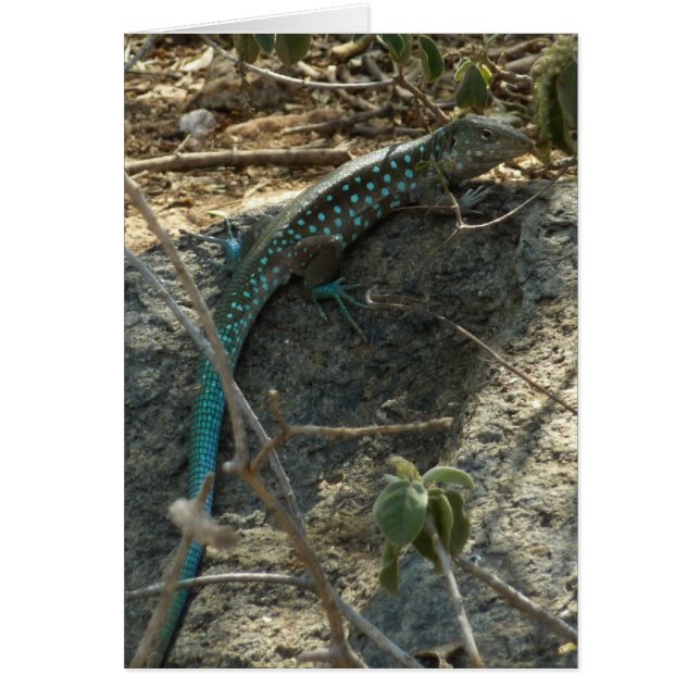 Aruban Whiptail Lizard Tropical Animal Fotography Hälsningskort (Framsidan)