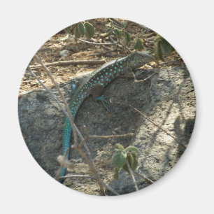 Aruban Whiptail Lizard Tropical Animal Fotography Magnet