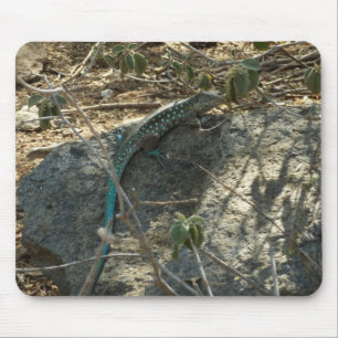 Aruban Whiptail Lizard Tropical Animal Fotography Musmatta