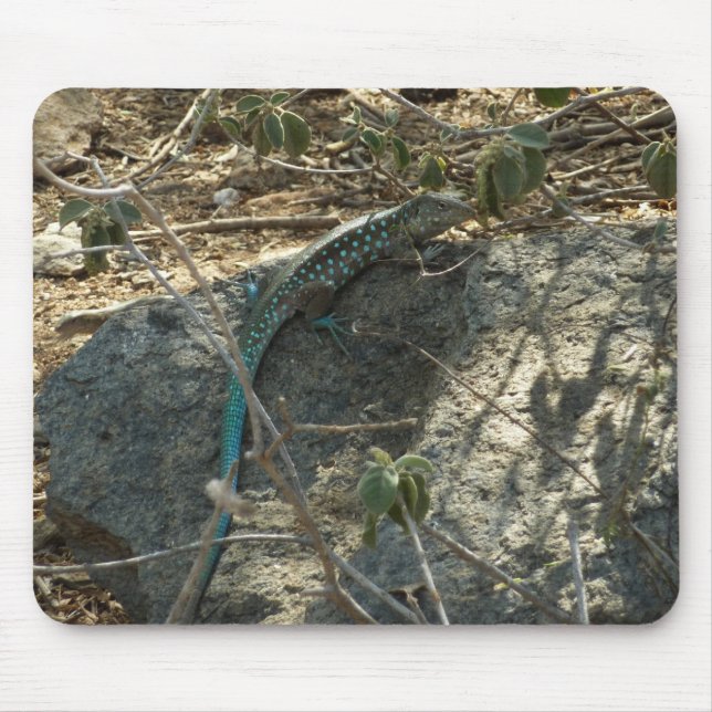 Aruban Whiptail Lizard Tropical Animal Fotography Musmatta (Framsidan)