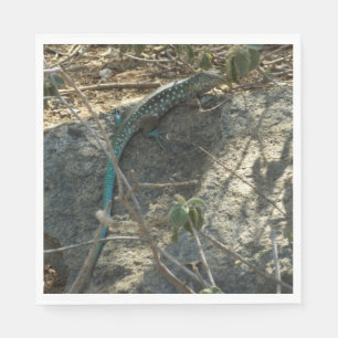 Aruban Whiptail Lizard Tropical Animal Fotography Pappersservett