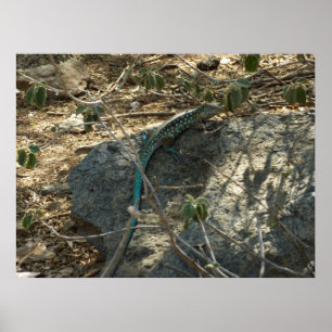 Aruban Whiptail Lizard Tropical Animal Fotography Poster