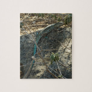 Aruban Whiptail Lizard Tropical Animal Fotography Pussel