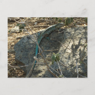 Aruban Whiptail Lizard Tropical Animal Fotography Vykort