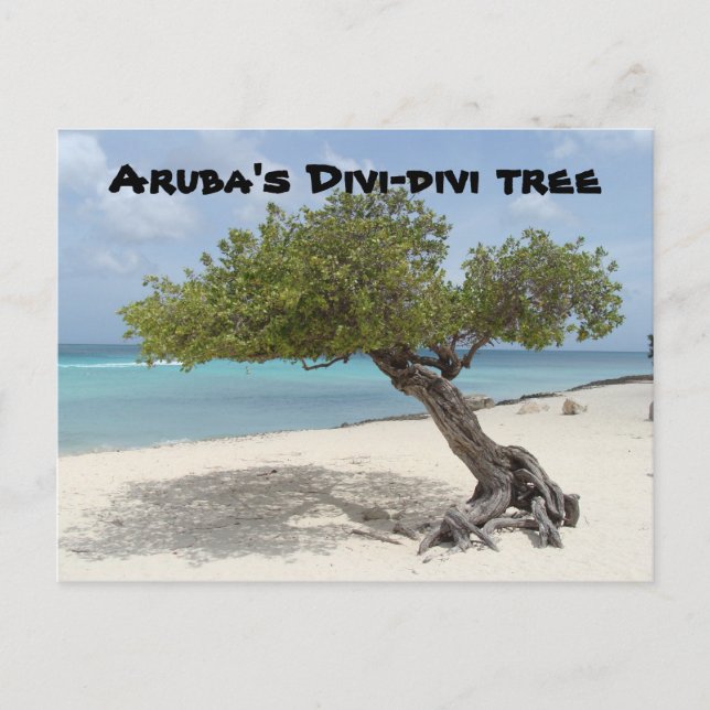Arubas vykort Divi-divi träd (Framsida)