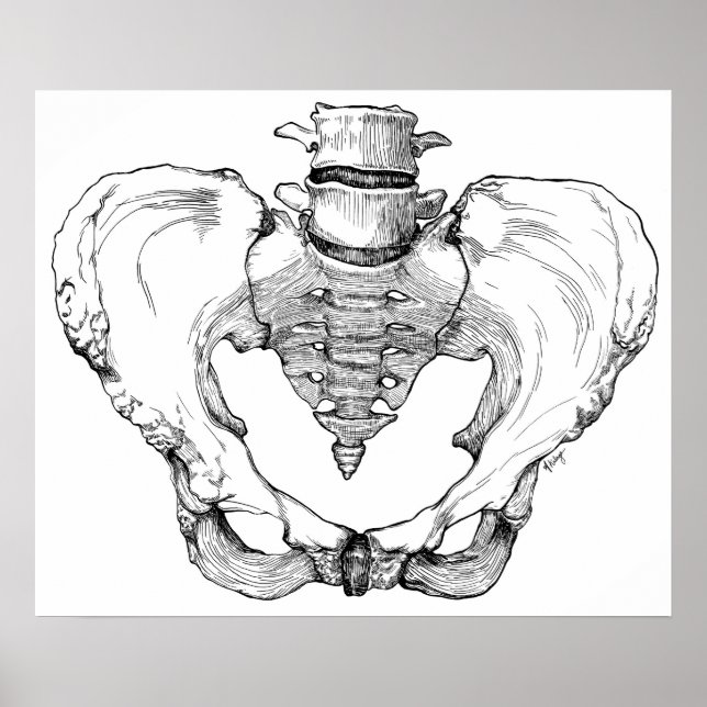 Arulated Pelvis Poster (Framsidan)