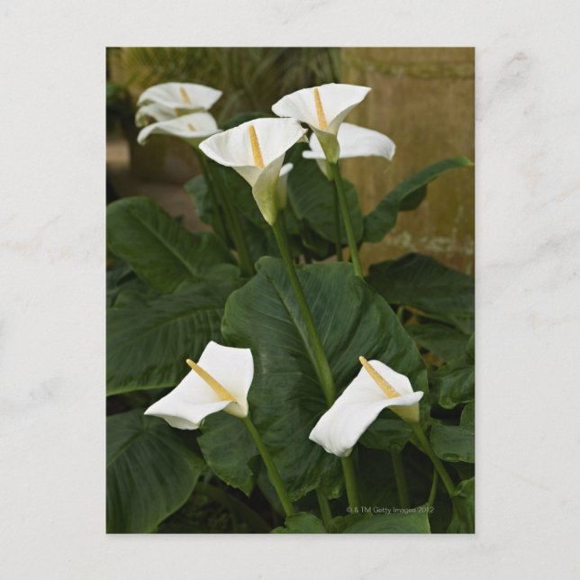 Arum eller calla lilies, Zantedeschia aethiopica, Vykort (Framsida)