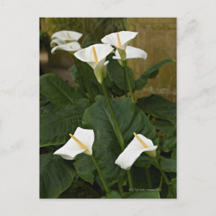 Arum eller calla lilies, Zantedeschia aethiopica, Vykort