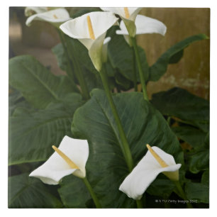 Arum- eller callaliljar, Zantedeschiaaethiopica, Kakelplatta