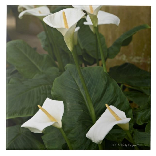 Arum- eller callaliljar, Zantedeschiaaethiopica, Kakelplatta (Framsidan)