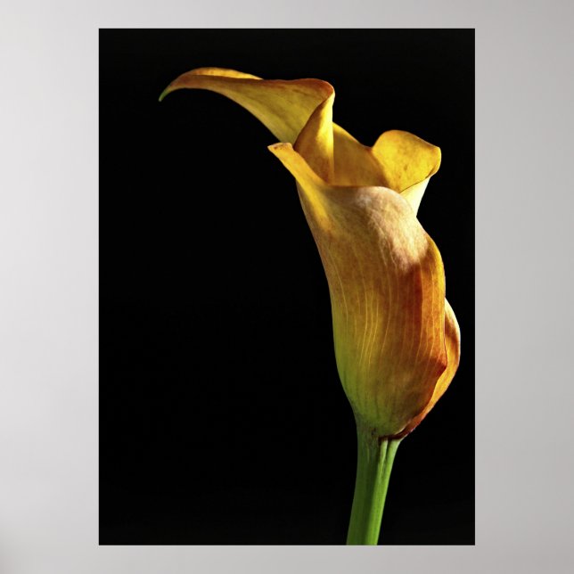 Arum Lily Poster (Framsidan)