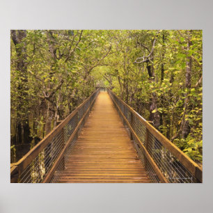 Arv för värld för Daintree nationalparkUNESCO Poster