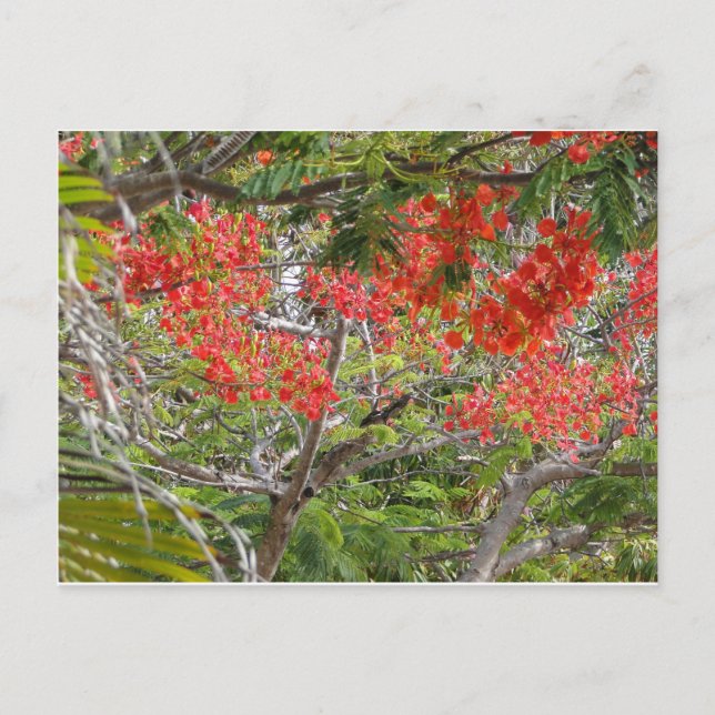 Arvar Vykort (Framsida)