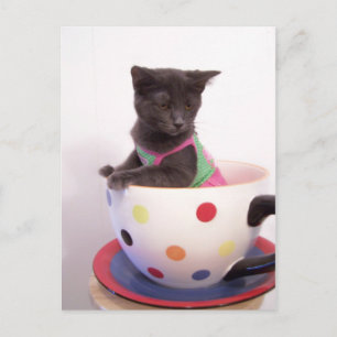 arys kitten vykort