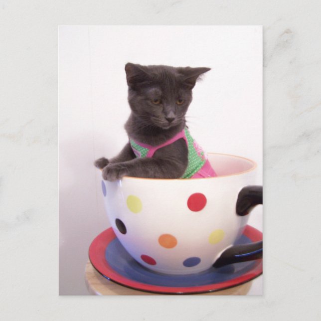 arys kitten vykort (Framsida)