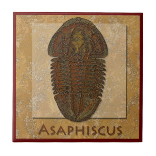 Asaphiscus Fossil Trilobite Kakelplatta