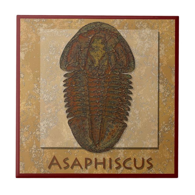 Asaphiscus Fossil Trilobite Kakelplatta (Framsidan)