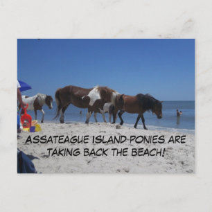 Asateague Island Ponies Ta tillbaka stranden Vykort