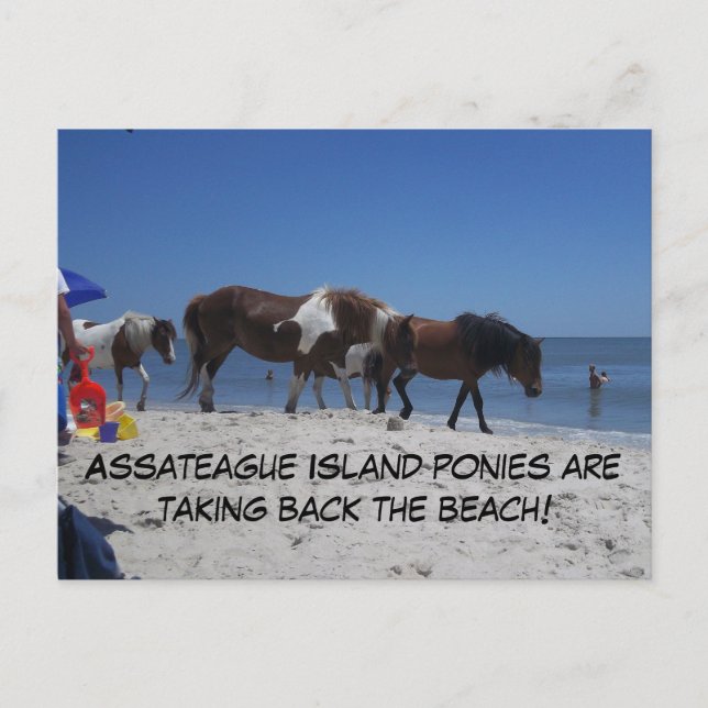Asateague Island Ponies Ta tillbaka stranden Vykort (Framsida)