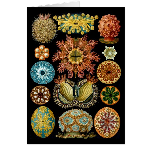 Ascidiacea Hälsningskort (Framsidan)