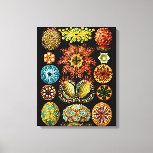Ascidiacea (havskorrigor), Ernst Haeckel Fine Art Canvastryck (Framsida)
