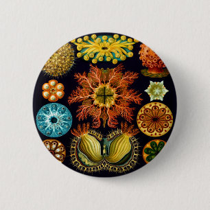 Ascidiacea (havskorrigor), Ernst Haeckel Fine Art Knapp