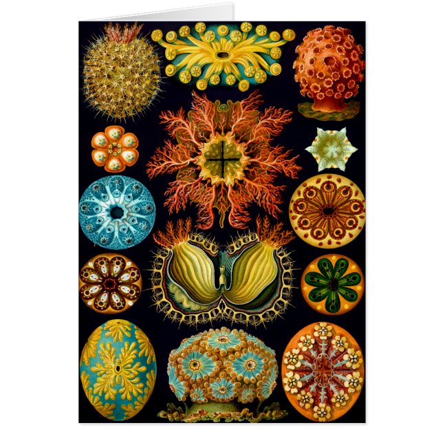 Ascidiacea (havskorrigor), Ernst Haeckel Fine Art OBS Kort (Framsidan)