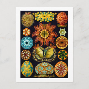 Ascidiacea (havskorrigor), Ernst Haeckel Fine Art Vykort