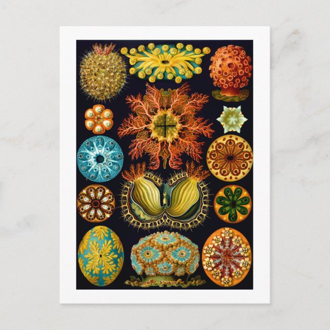 Ascidiacea (havskorrigor), Ernst Haeckel Fine Art Vykort (Framsida)