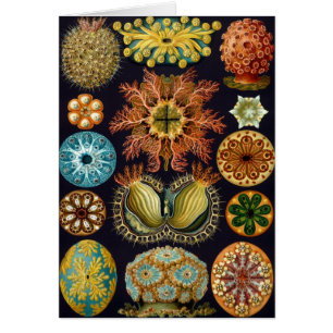Ascidiae av Ernst Haeckel, antika marina djur Hälsningskort
