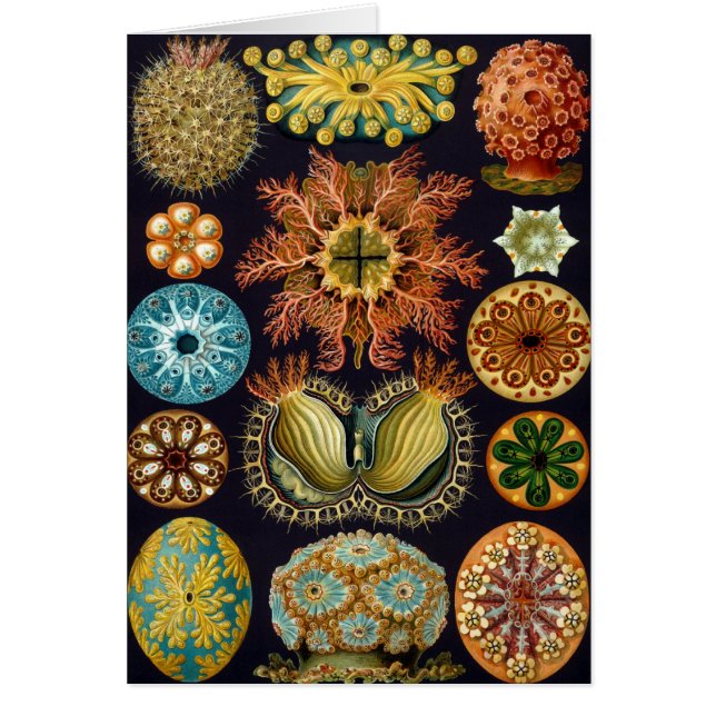 Ascidiae av Ernst Haeckel, antika marina djur Hälsningskort (Framsidan)