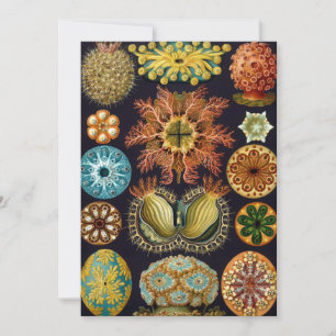 Ascidiae av Ernst Haeckel, Antika marina djur Inbjudningar