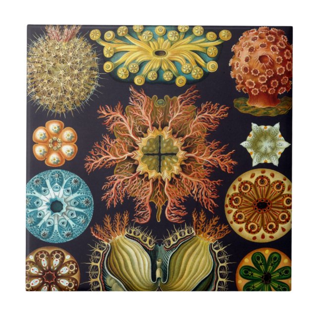 Ascidiae av Ernst Haeckel, Antika Marina Djur Kakelplatta (Framsidan)