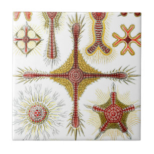 Ascidiae av Ernst Haeckel, Antika Marina Djur Kakelplatta