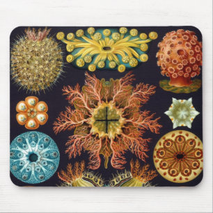 Ascidiae av Ernst Haeckel, antika marina djur Musmatta