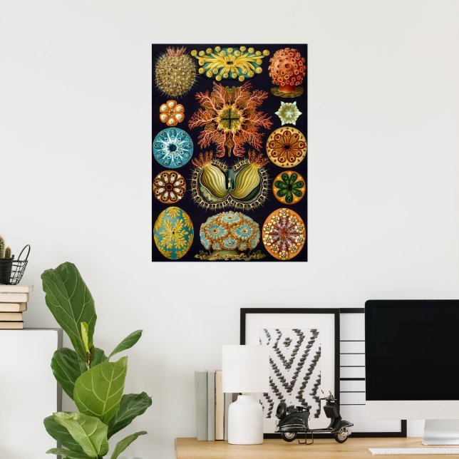 Ascidiae av Ernst Haeckel, Antika marina djur Poster (Hemmakontoret)