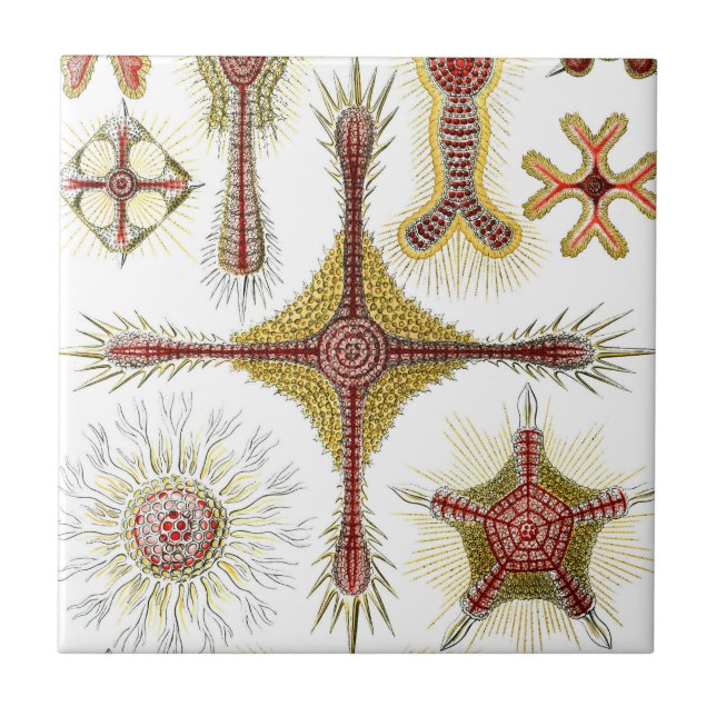Ascidiae av Ernst Haeckel, Vintage Marine Animals Kakelplatta (Framsidan)