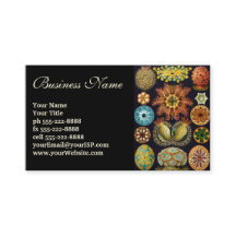 Ascidiae av Ernst Haeckel, Vintage Marine Animals