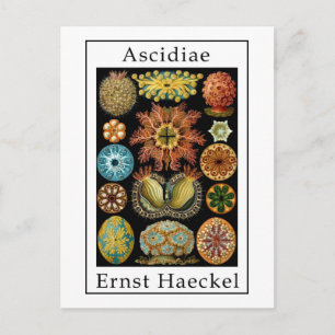 Ascidiae av Ernst Haeckel Vykort