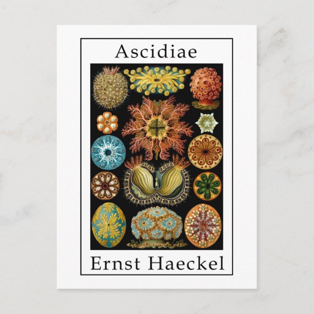 Ascidiae av Ernst Haeckel Vykort (Framsida)