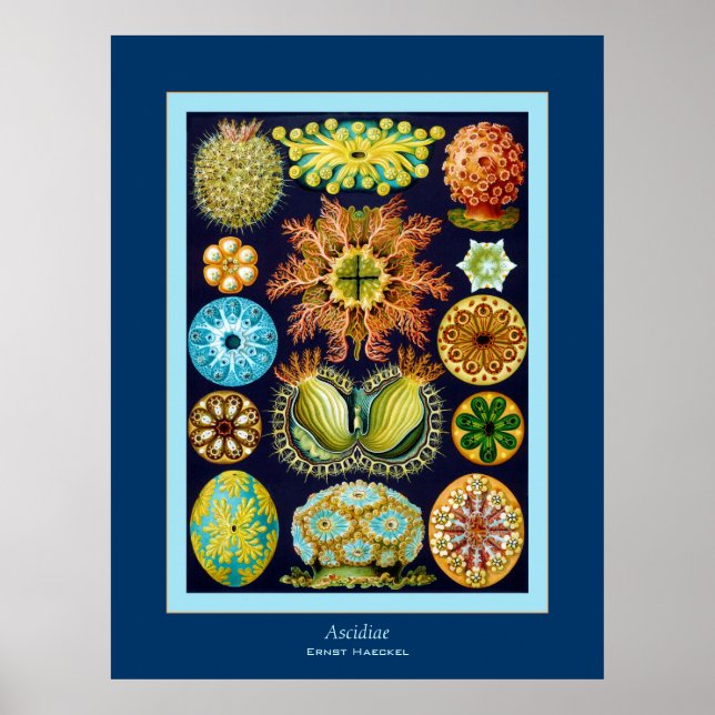 Ascidiae ~ Ernst Haeckel Poster (Framsidan)