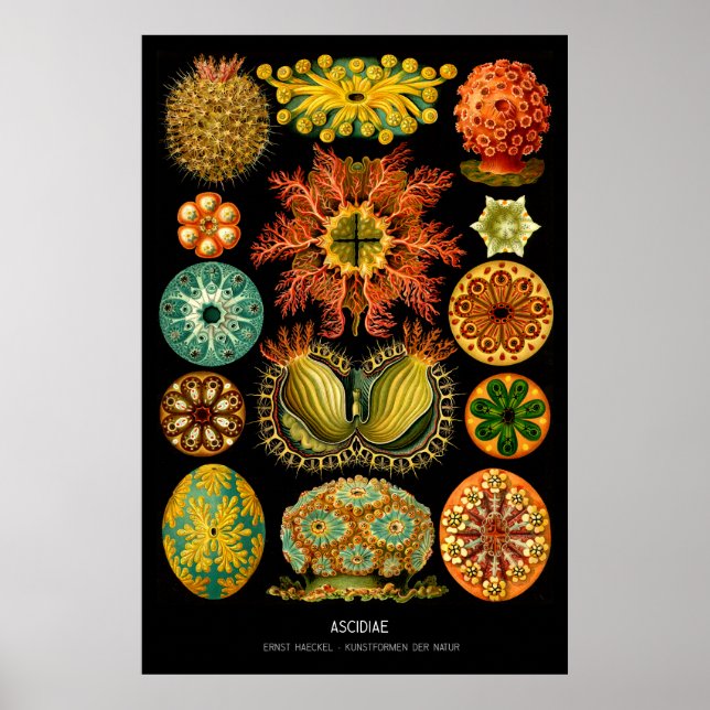 Ascidiae - Plate 85 - Kunstformen der Natur Poster (Framsidan)