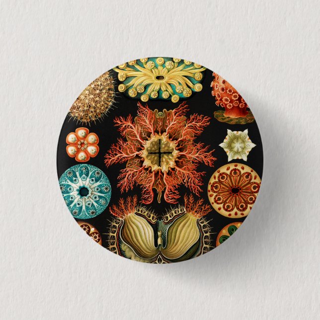 Ascidiae, Seescheiden Marine Life av Ernst Haeckel Knapp (Framsida)