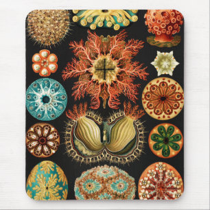 Ascidiae, Seescheiden Marine Life av Ernst Haeckel Musmatta