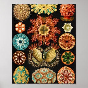 Ascidiae, Seescheiden Marine Life av Ernst Haeckel Poster